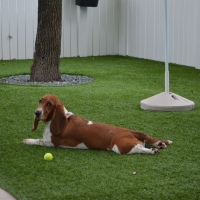 Grass Turf Dewey-Humboldt, Arizona Dogs, Dogs Park