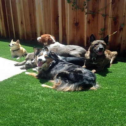 Artificial Grass Carpet Red Rock, Arizona Dogs, Dogs Park