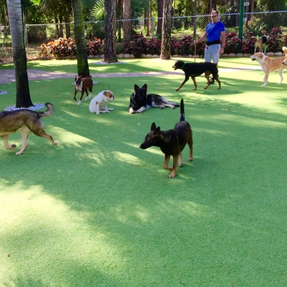 Artificial Grass Installation Prescott Valley, Arizona Pet Turf, Dogs