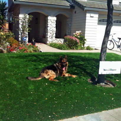 Artificial Grass Installation Stanfield, Arizona Dog Grass, Dog Kennels