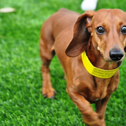 Artificial Grass Installation Young, Arizona Pet Paradise, Dogs