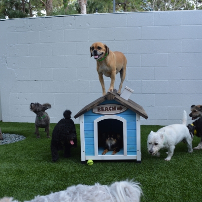 Artificial Lawn Rillito, Arizona Dogs, Dogs