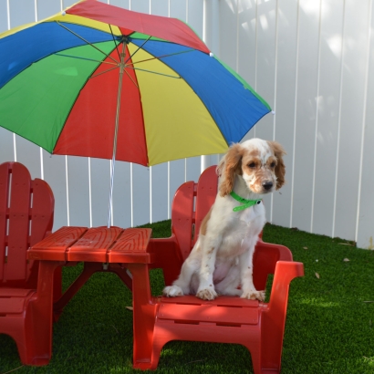 Artificial Turf Peridot, Arizona Dog Parks, Grass for Dogs