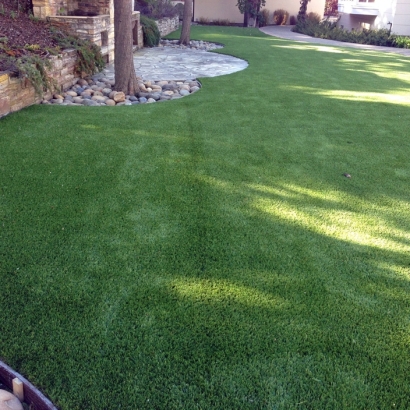 Artificial Turf Tanque Verde, Arizona Pictures Of Dogs, Backyard