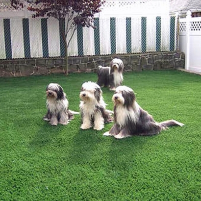 Fake Lawn Peeples Valley, Arizona Landscaping Business, Backyard Landscape Ideas