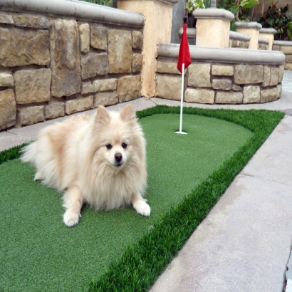 Fake Turf Casa Grande, Arizona Dog Parks, Dogs