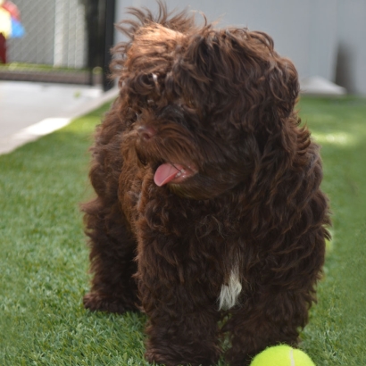 Grass Carpet Pine, Arizona Dog Running, Grass for Dogs