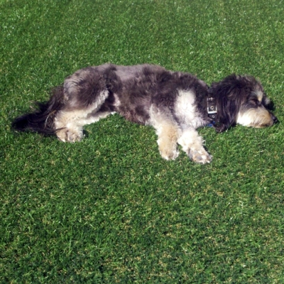 Grass Installation Desert Hills, Arizona Home And Garden, Dogs