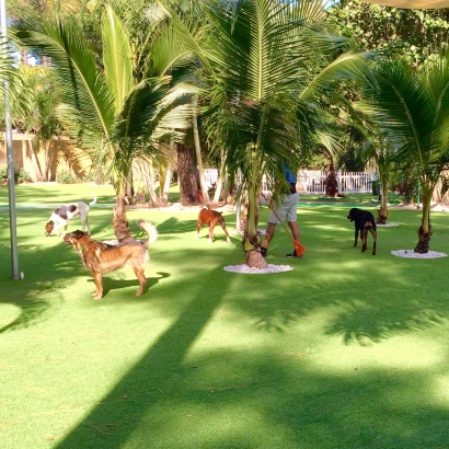 Grass Installation Peeples Valley, Arizona Dog Parks, Dogs Runs