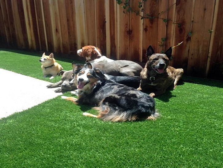 Artificial Grass Carpet Red Rock, Arizona Dogs, Dogs Park
