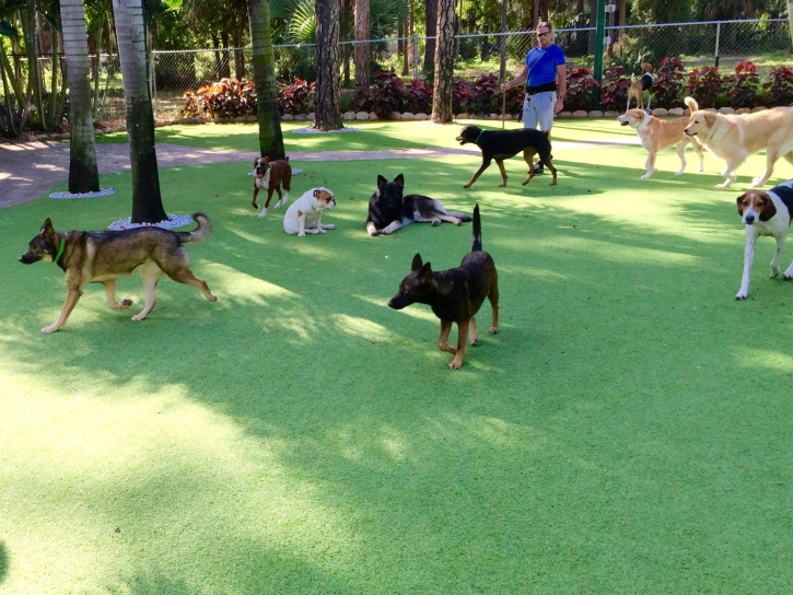 Artificial Grass Installation Prescott Valley, Arizona Pet Turf, Dogs