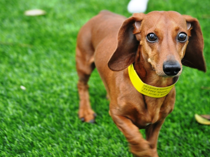 Artificial Grass Installation Young, Arizona Pet Paradise, Dogs