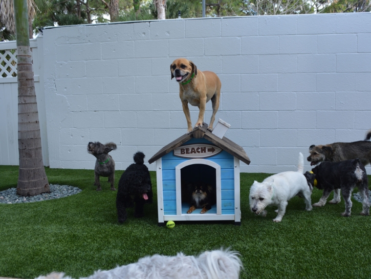 Artificial Lawn Rillito, Arizona Dogs, Dogs