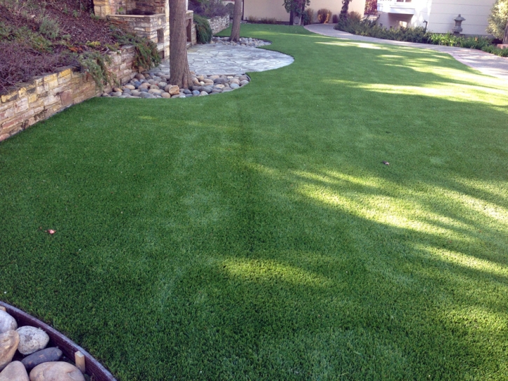 Artificial Turf Tanque Verde, Arizona Pictures Of Dogs, Backyard