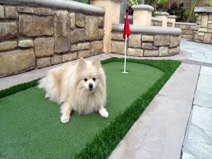 Fake Turf Casa Grande, Arizona Dog Parks, Dogs