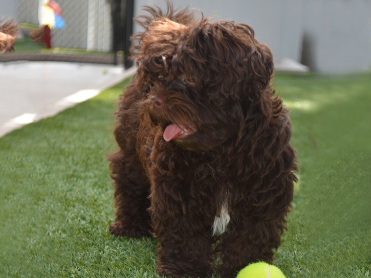 Grass Carpet Pine, Arizona Dog Running, Grass for Dogs