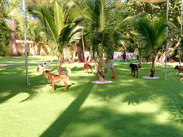 Grass Installation Peeples Valley, Arizona Dog Parks, Dogs Runs