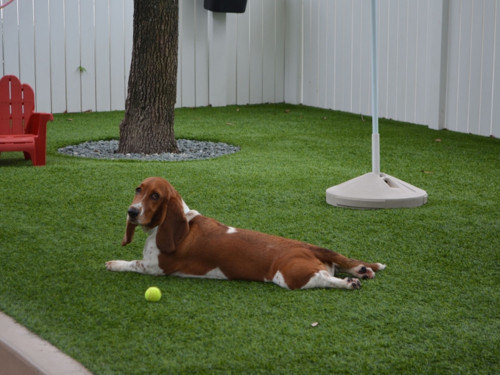 Grass Turf Dewey-Humboldt, Arizona Dogs, Dogs Park