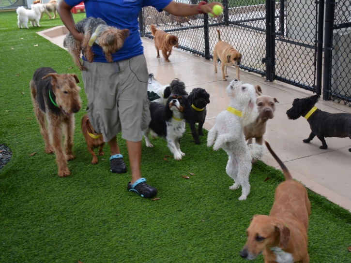 Lawn Services Strawberry, Arizona Fake Grass For Dogs, Dogs